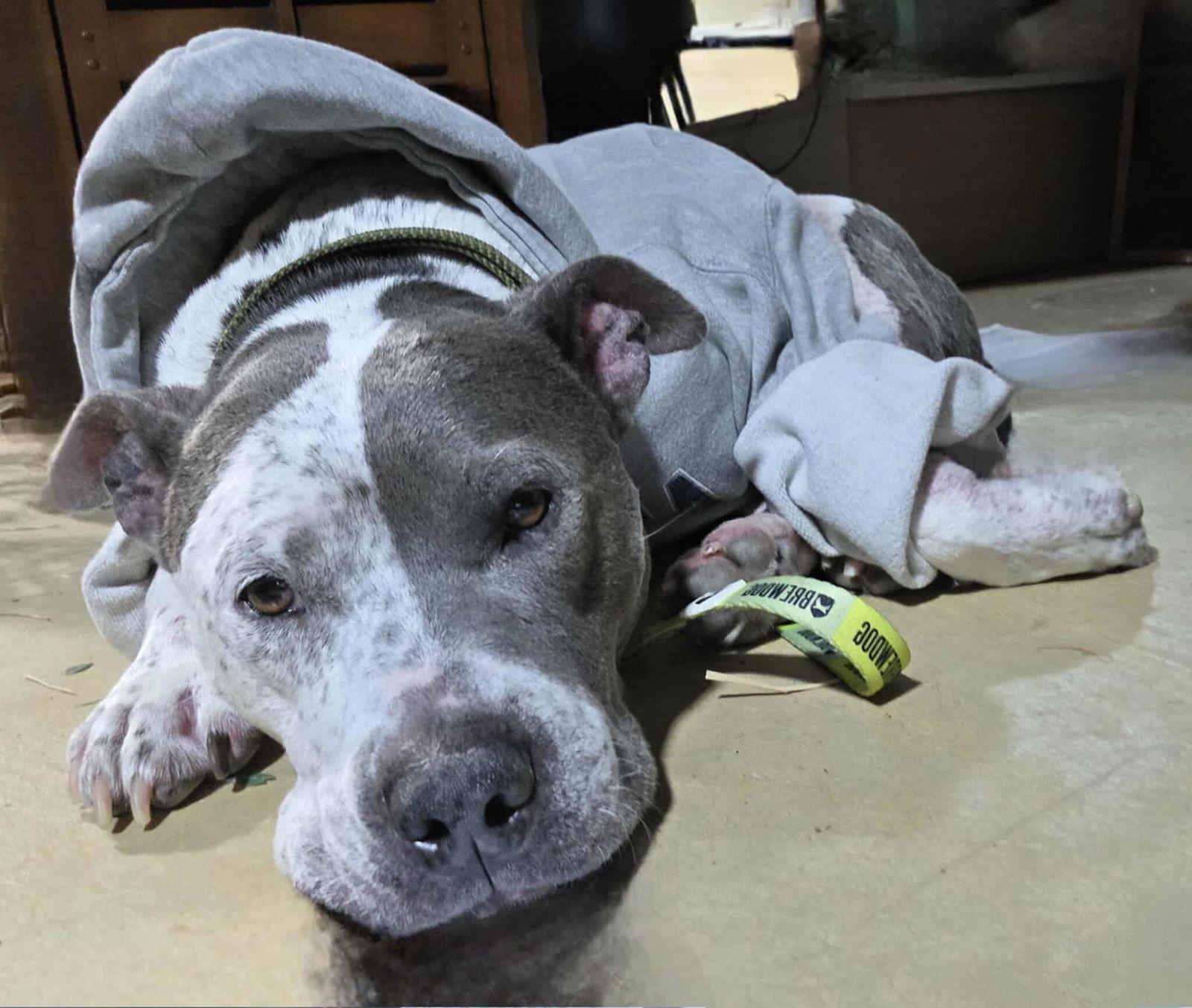 Enlarge Decker (senior), a Adopted mixed breed in Spotsylvania, VA image 1/3