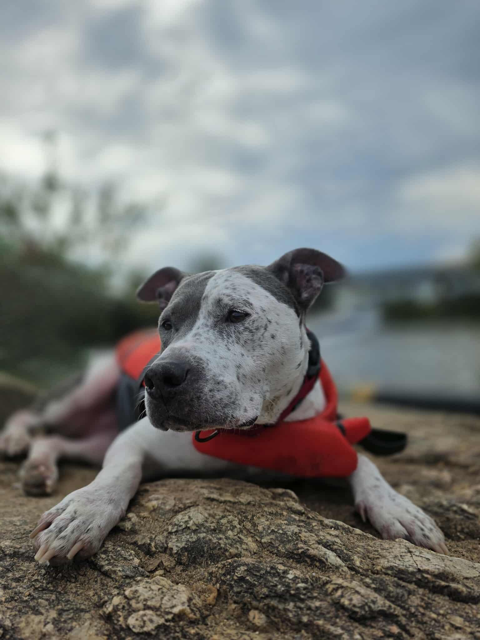 Enlarge Decker (senior), a Adopted mixed breed in Spotsylvania, VA image 2/3