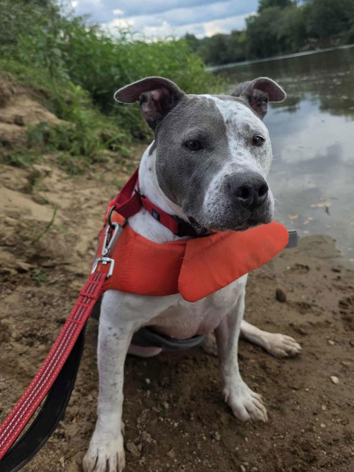 Enlarge Decker (senior), a Adopted mixed breed in Spotsylvania, VA image 3/3