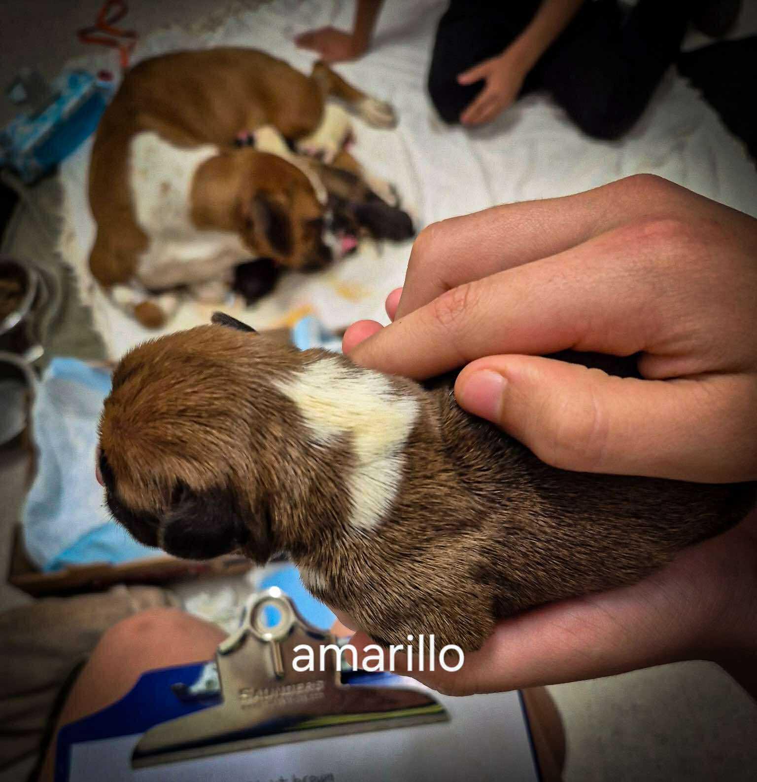 Amarillo, Adopted, Puppy Female Boxer.