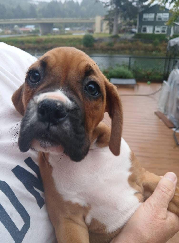 Amarillo, a Adopted Boxer in Stanwood, WA image 2/3