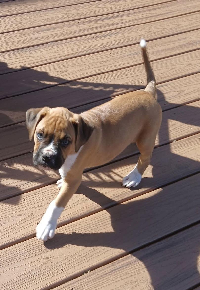 Amarillo, a Adopted Boxer in Stanwood, WA image 3/3