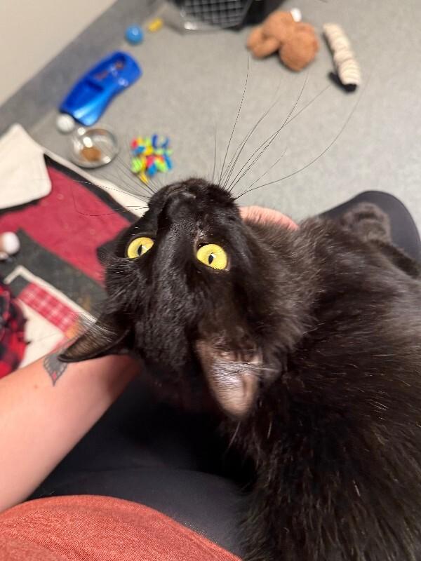 Lairon, Adoptable, Adult Male Domestic Long Hair.