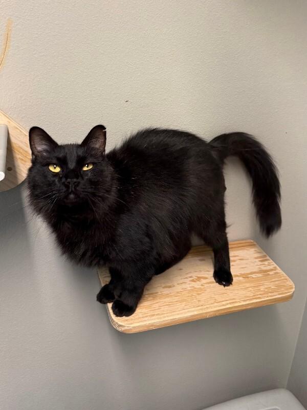 Enlarge Lairon, a Adoptable Domestic Long Hair in Fort Collins, CO image 2/6
