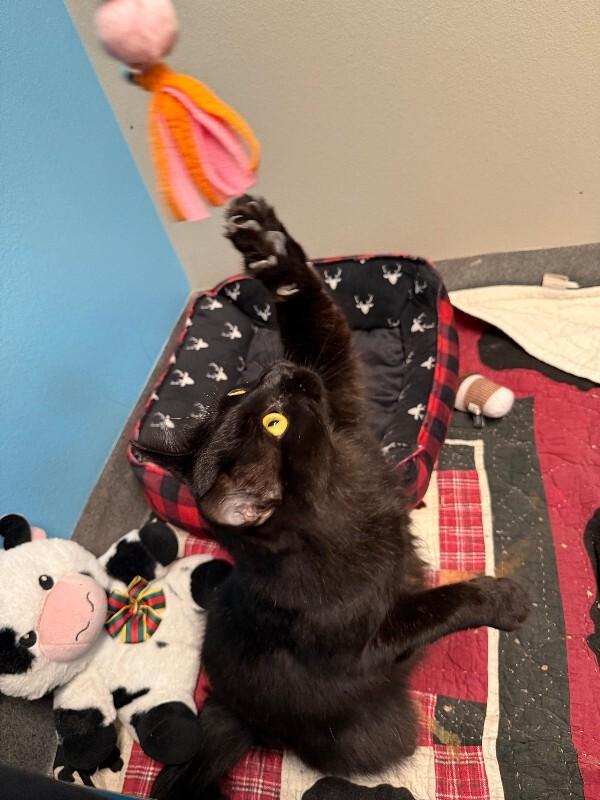 Enlarge Lairon, a Adoptable Domestic Long Hair in Fort Collins, CO image 3/6