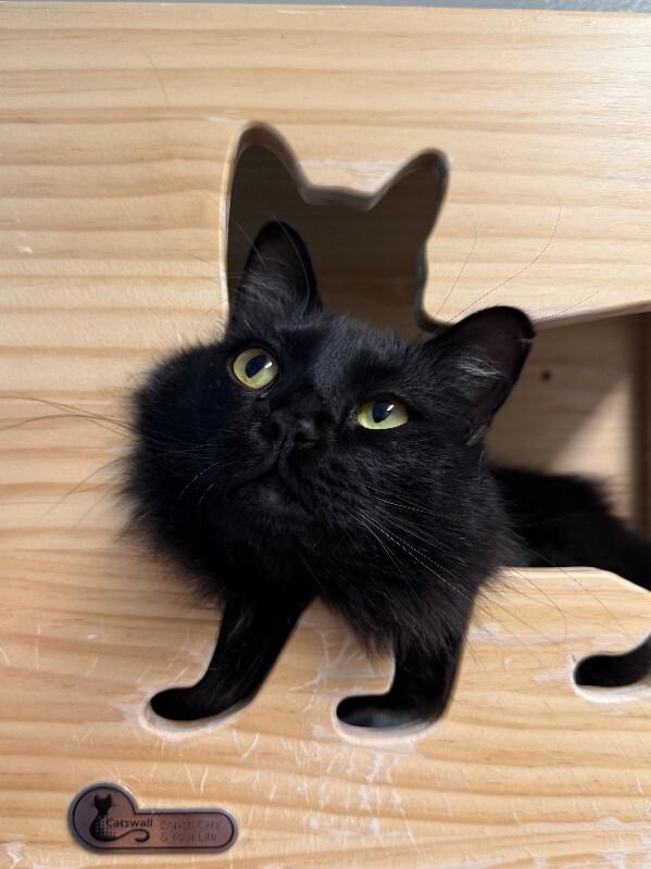 Enlarge Lairon, a Adoptable Domestic Long Hair in Fort Collins, CO image 4/6