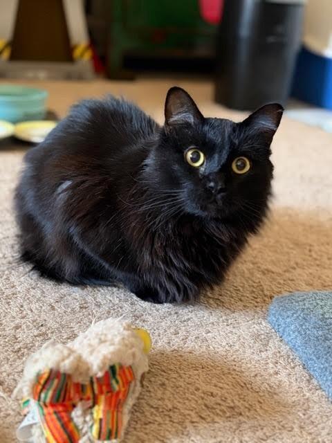 Enlarge Lairon, a Adoptable Domestic Long Hair in Fort Collins, CO image 5/6
