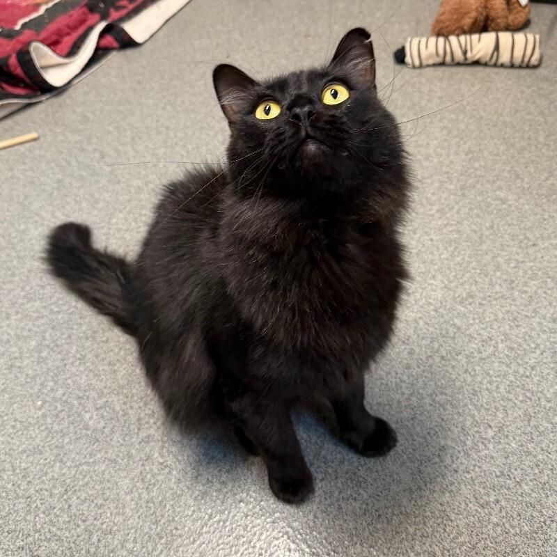 Enlarge Lairon, a Adoptable Domestic Long Hair in Fort Collins, CO image 6/6