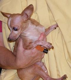 Chiggy (& Blondie) photo 1