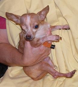Chiggy (& Blondie) photo 2