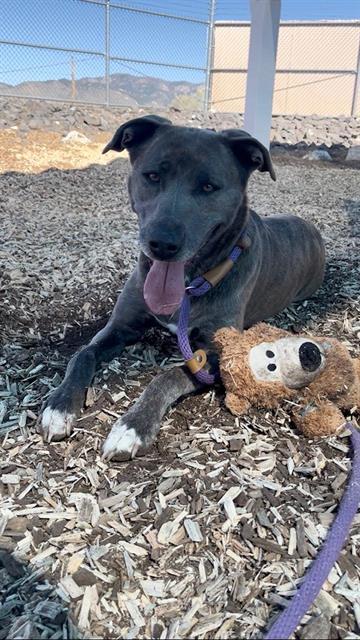 Enlarge CHICA -B, a Adoptable mixed breed in Albuquerque, NM image 1/1