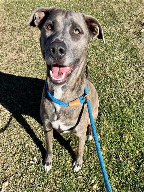 CHICA -B, Adoptable, Adult Female Border Collie & Mixed Breed.