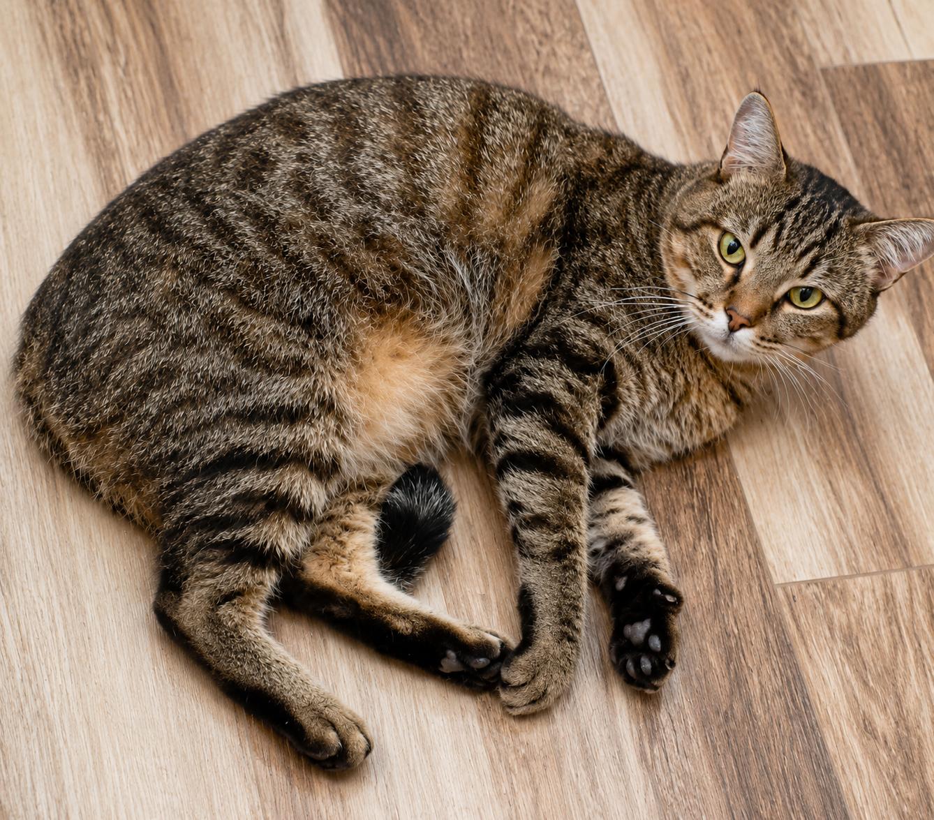 Enlarge Jack, a ADOPTABLE Domestic Short Hair in Scottsdale, AZ image 4/5
