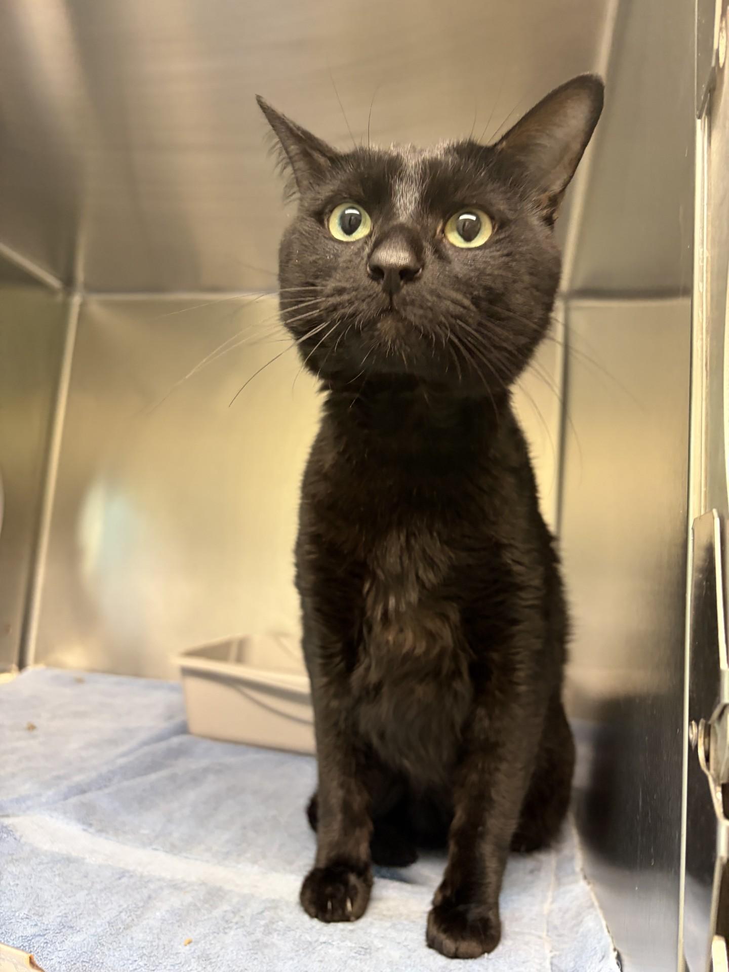 Enlarge Neo, an adoptable Domestic Short Hair in Mississauga, ON image 1/2