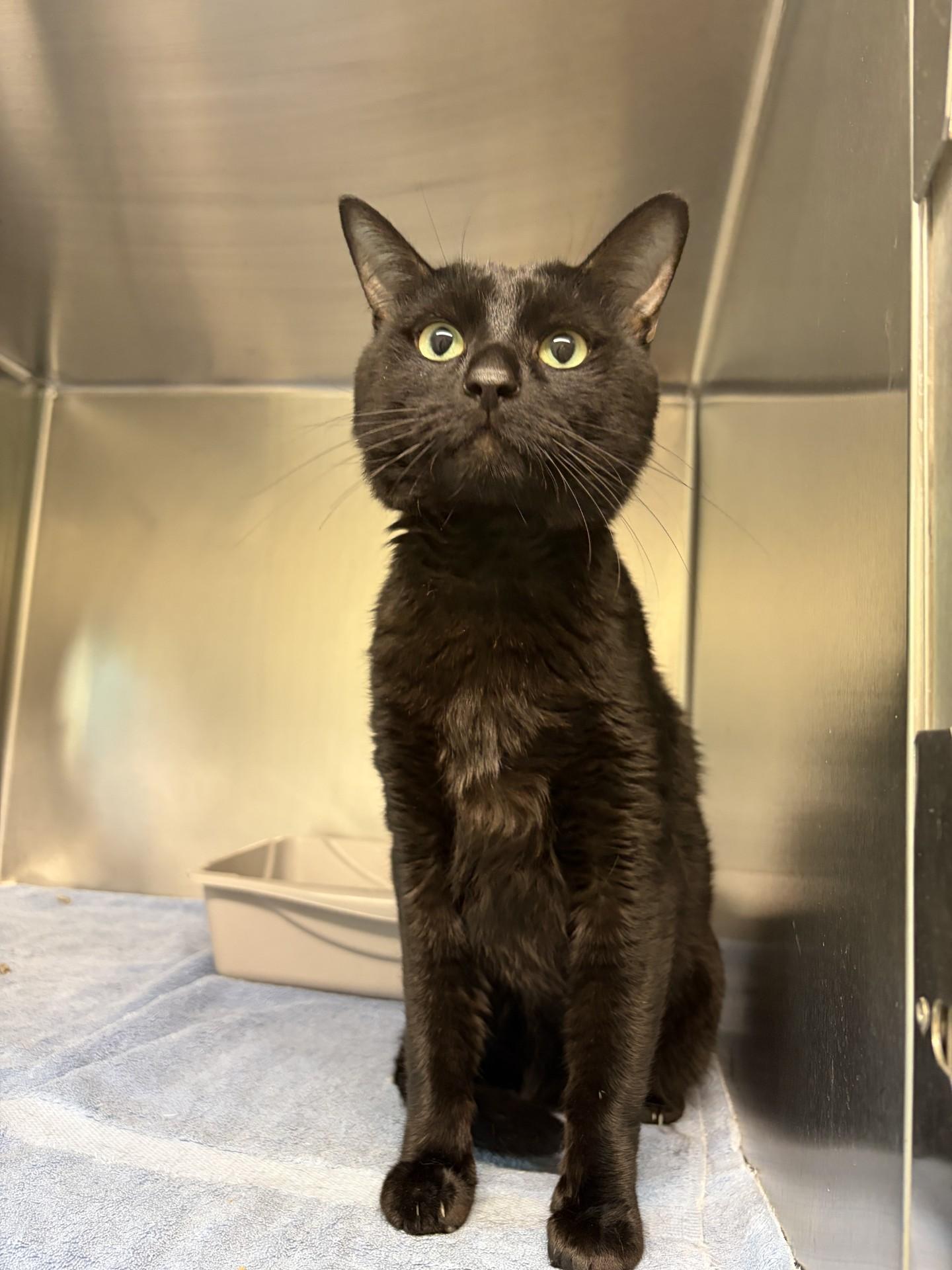 Enlarge Neo, an adoptable Domestic Short Hair in Mississauga, ON image 2/2