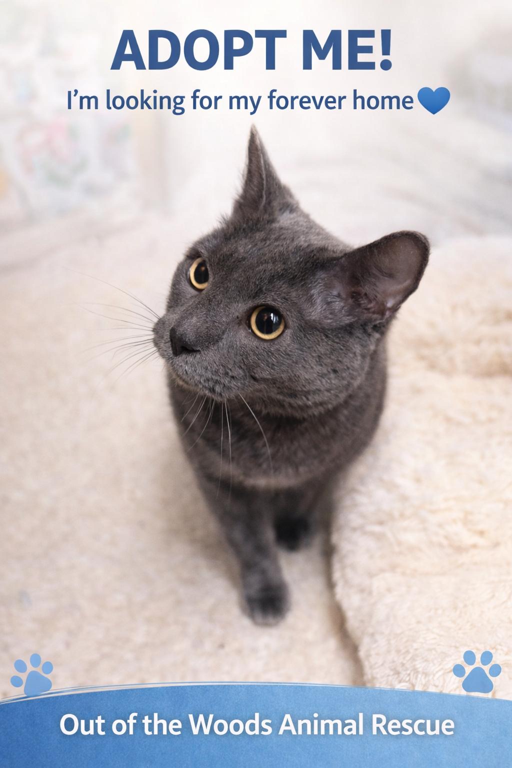 Enlarge Brooks, an adopted mixed breed in PHILADELPHIA, PA image 3/3