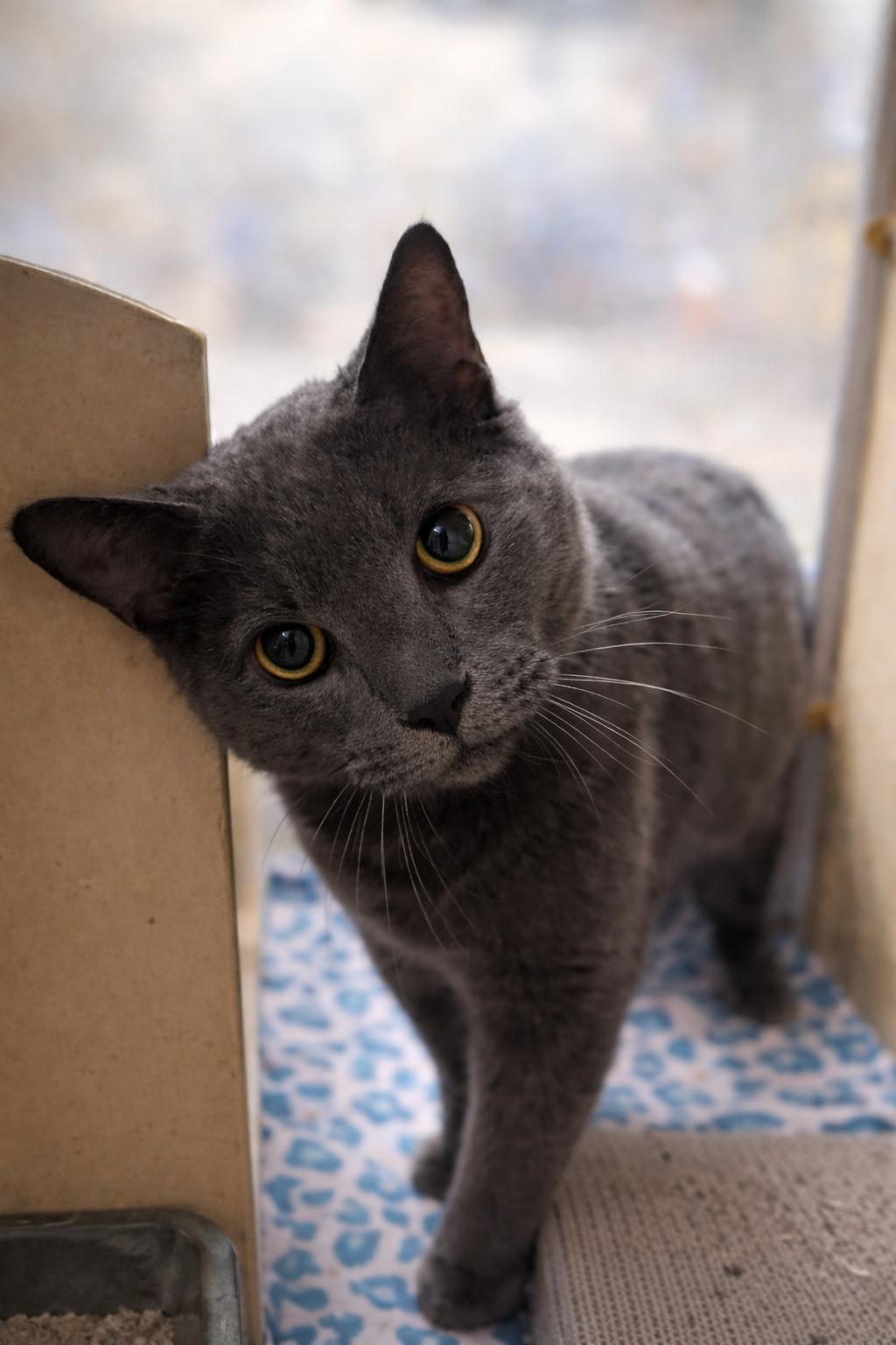 Enlarge Brooks, an adopted mixed breed in PHILADELPHIA, PA image 2/3