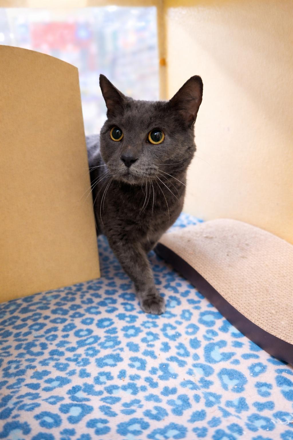 Brooks, adopted, Adult Male Russian Blue & Domestic Short Hair.