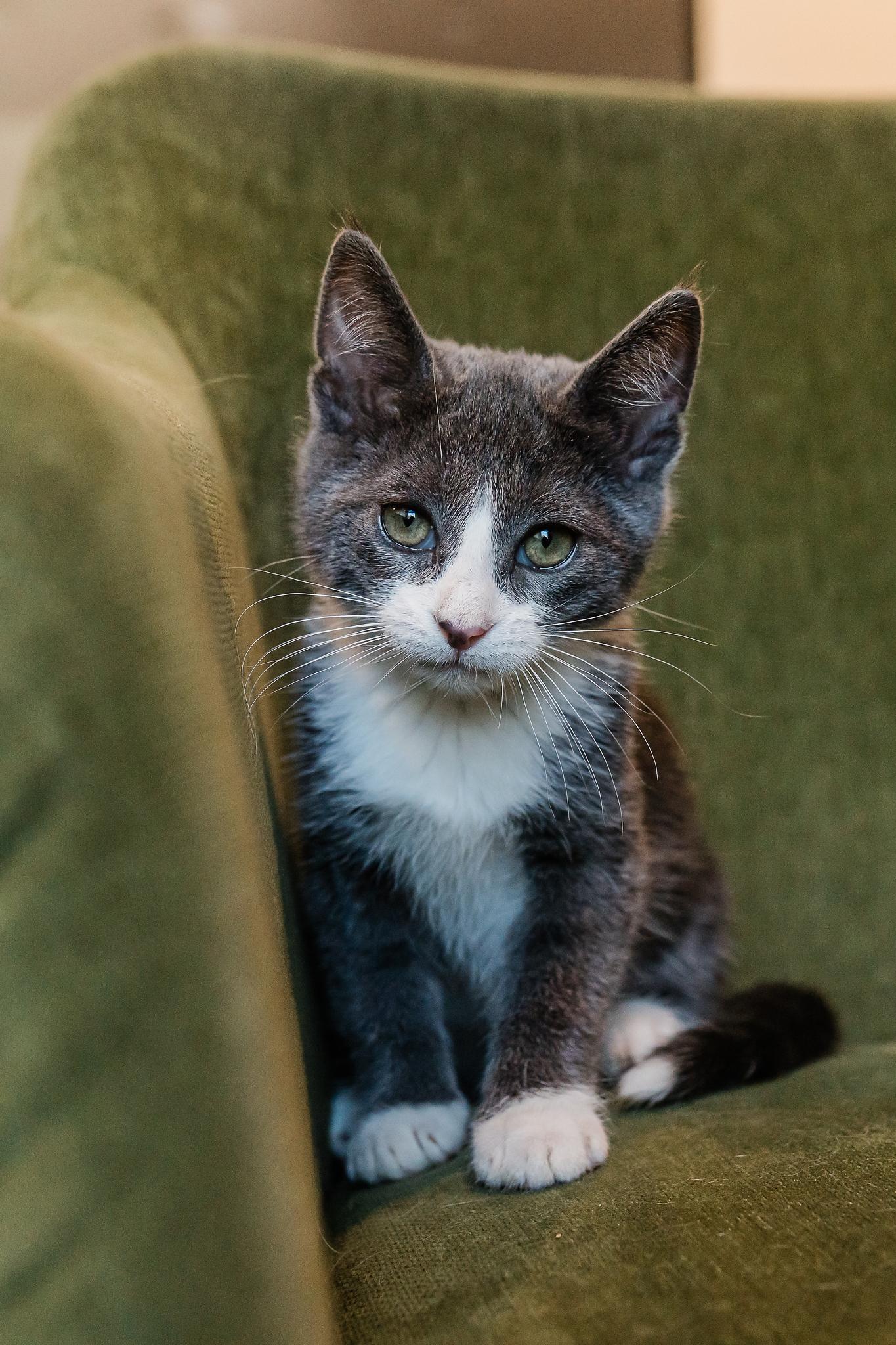Cecilia, a ADOPTABLE Domestic Short Hair in Davis, CA image 2/2