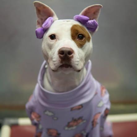 Trixie, Adoptable, Adult Female American Staffordshire Terrier.