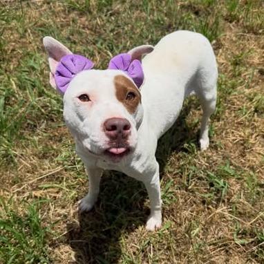 Enlarge Trixie, a Adoptable American Staffordshire Terrier in Pittsburgh, PA image 3/4