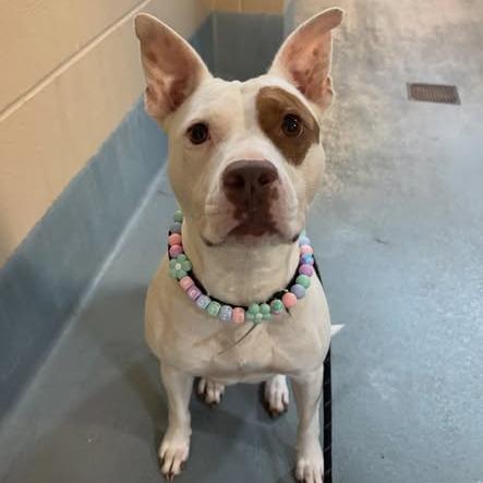 Enlarge Trixie, a Adoptable American Staffordshire Terrier in Pittsburgh, PA image 4/4