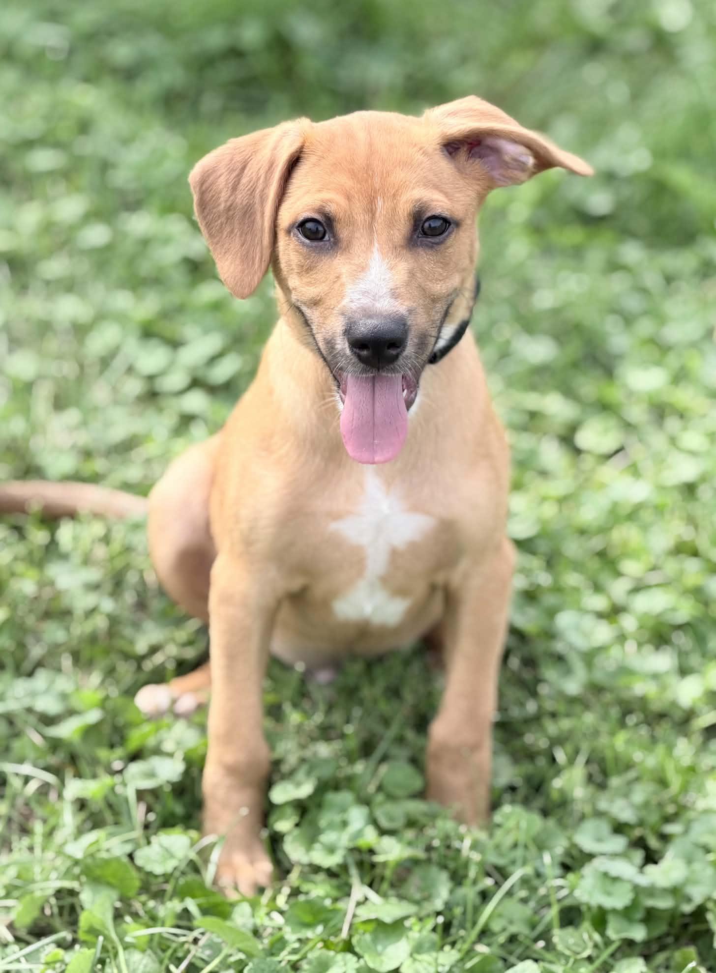 Enlarge Wrangler, a Adoptable mixed breed in Wapakoneta, OH image 2/5