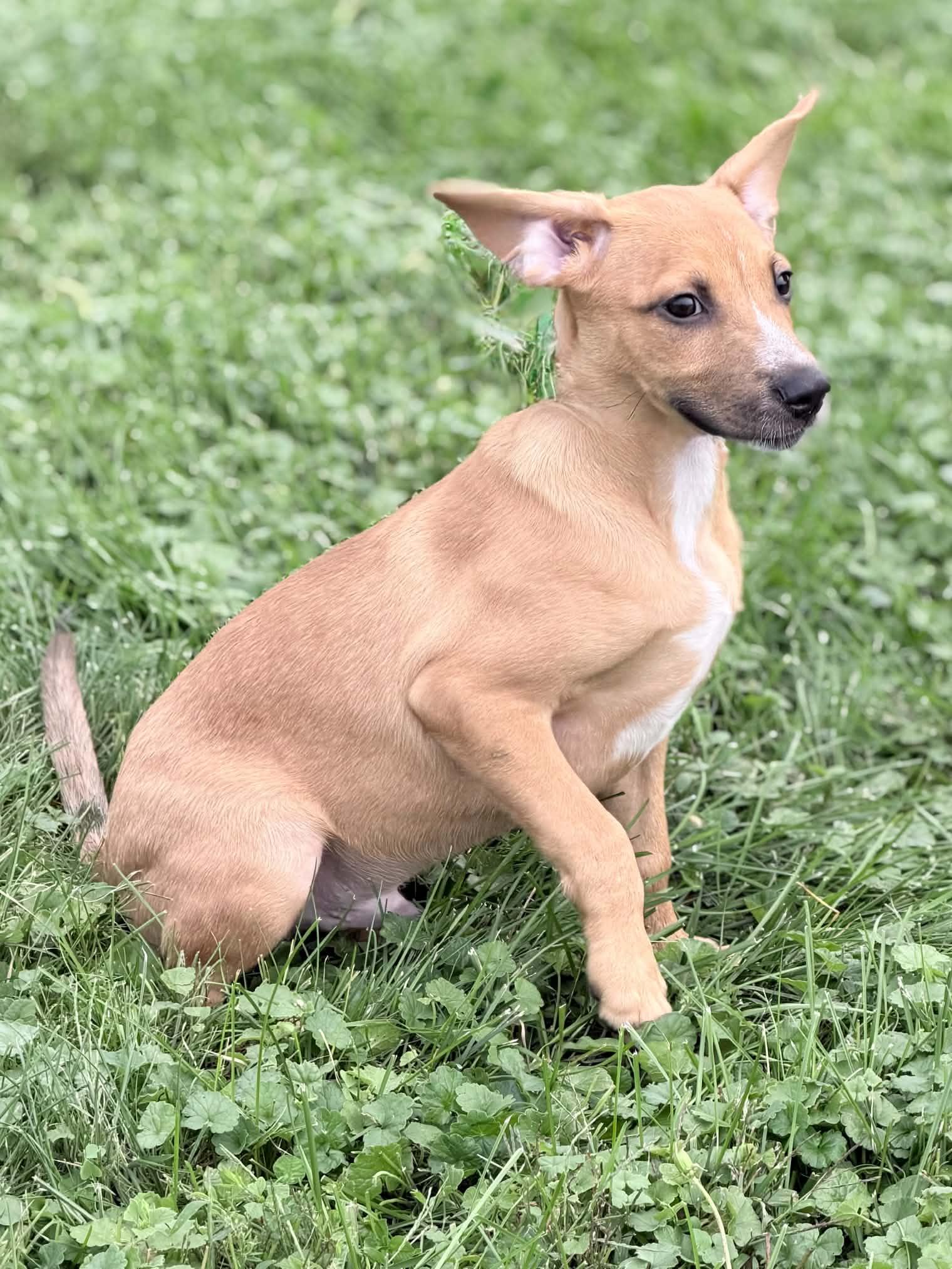 Enlarge Wrangler, a Adoptable mixed breed in Wapakoneta, OH image 4/5