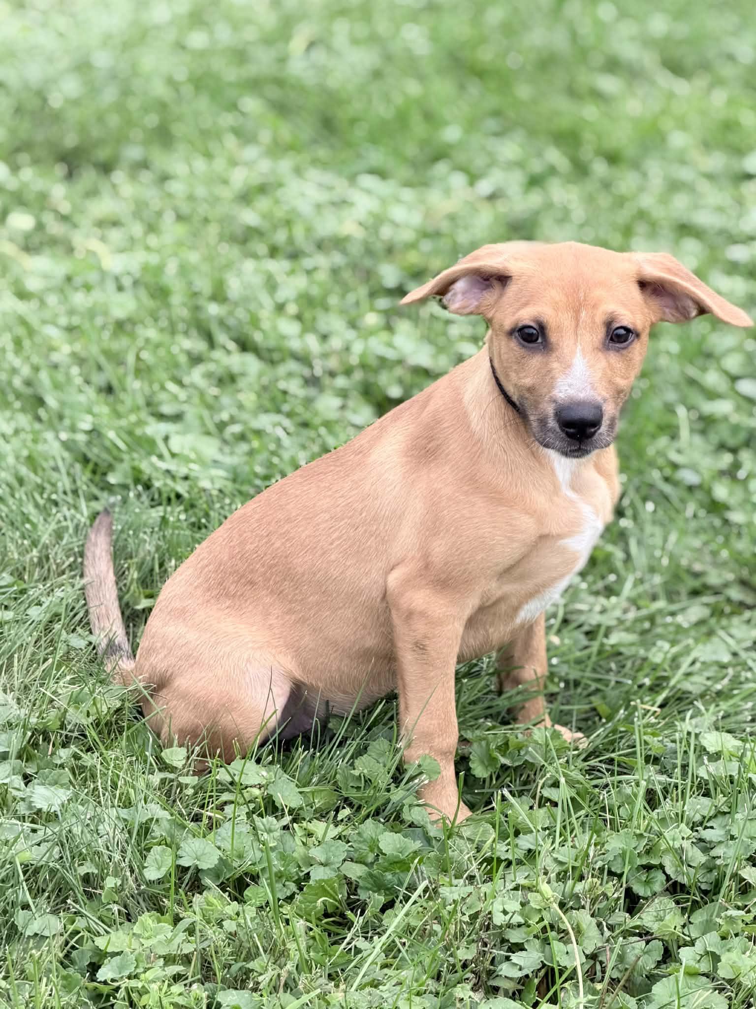 Enlarge Wrangler, a Adoptable mixed breed in Wapakoneta, OH image 3/5