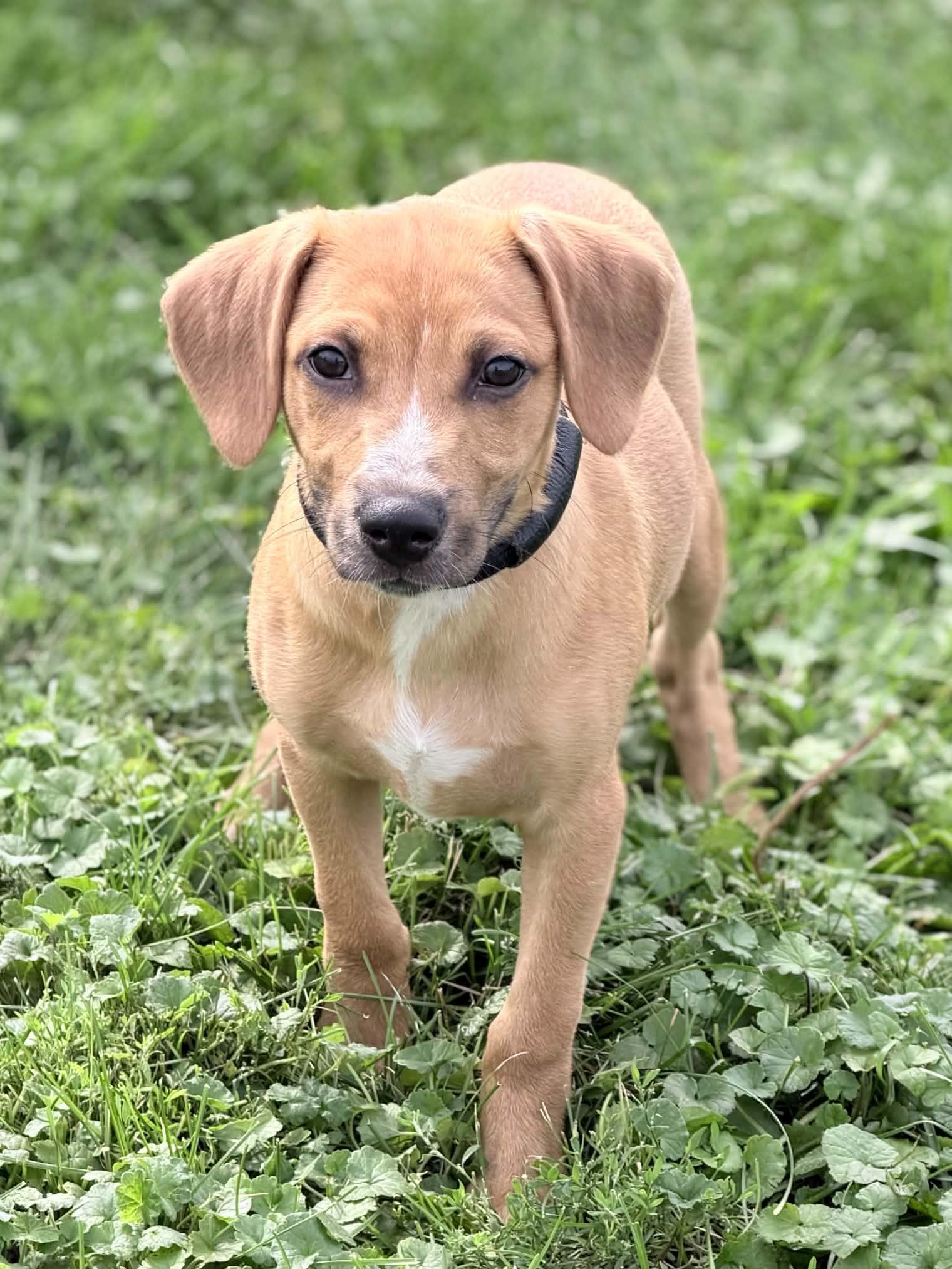 Wrangler, Adoptable, Puppy Male Chihuahua & Dachshund.