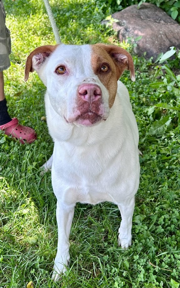 Sheila, a Adoptable mixed breed in Springfield, OH image 1/5