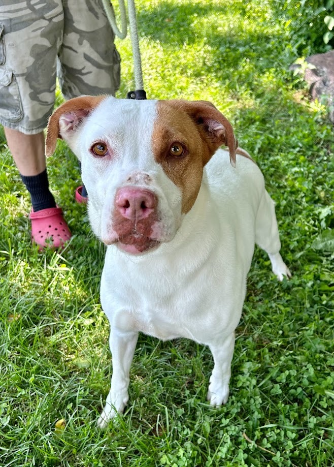 Sheila, an adoptable Hound in Springfield, OH, 45502 | Photo Image 1