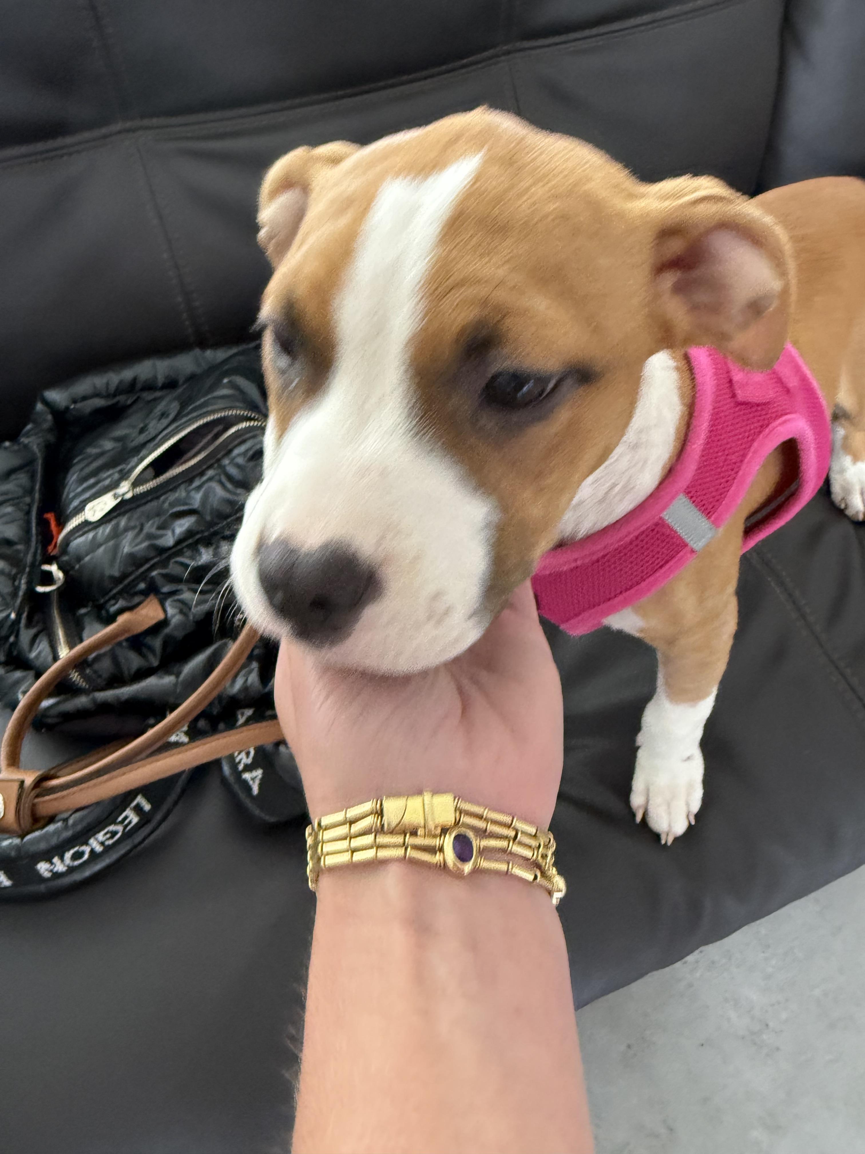 Enlarge Daisy, an adopted mixed breed in North Miami, FL image 1/6