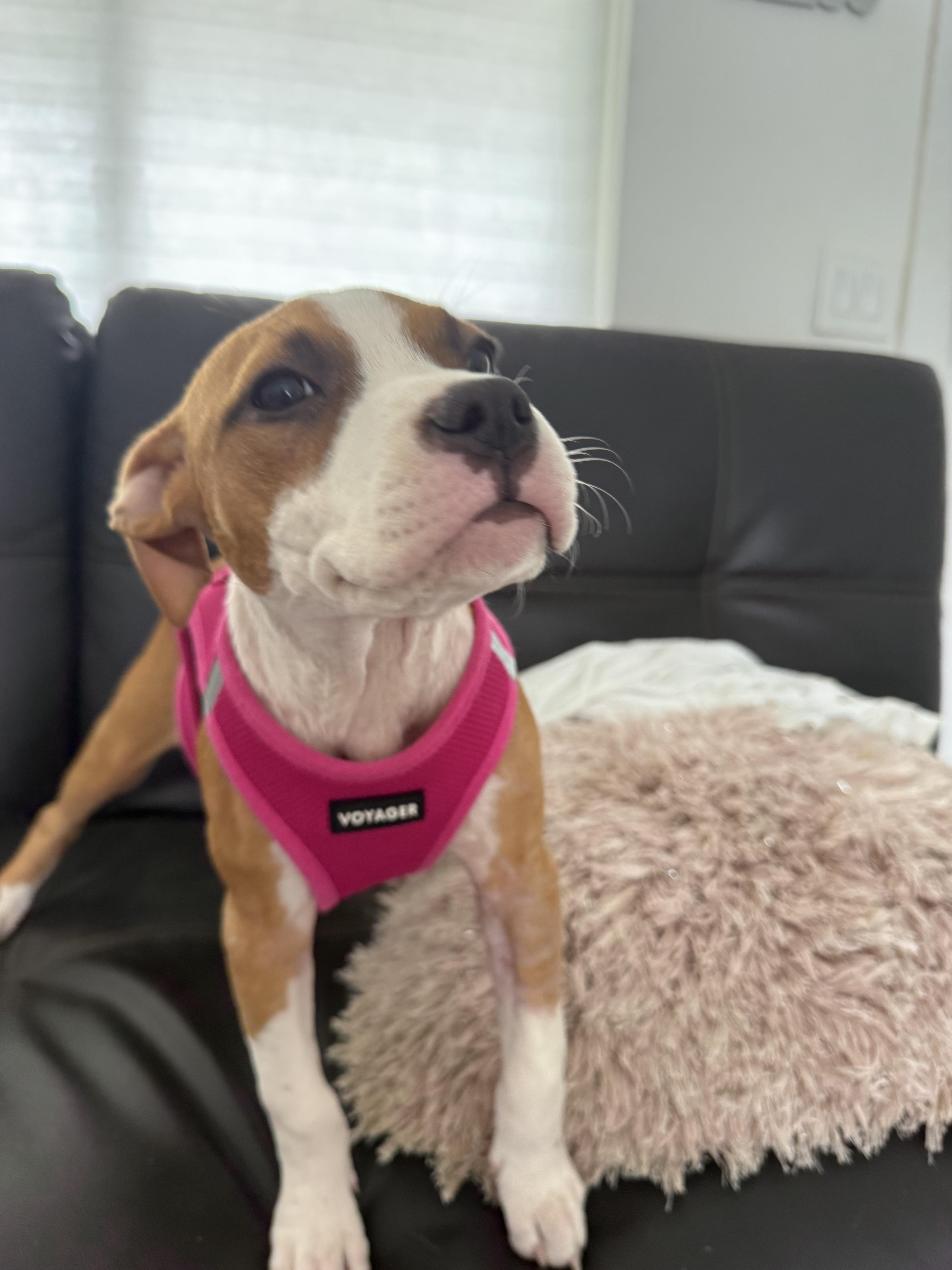 Enlarge Daisy, an adopted mixed breed in North Miami, FL image 3/6