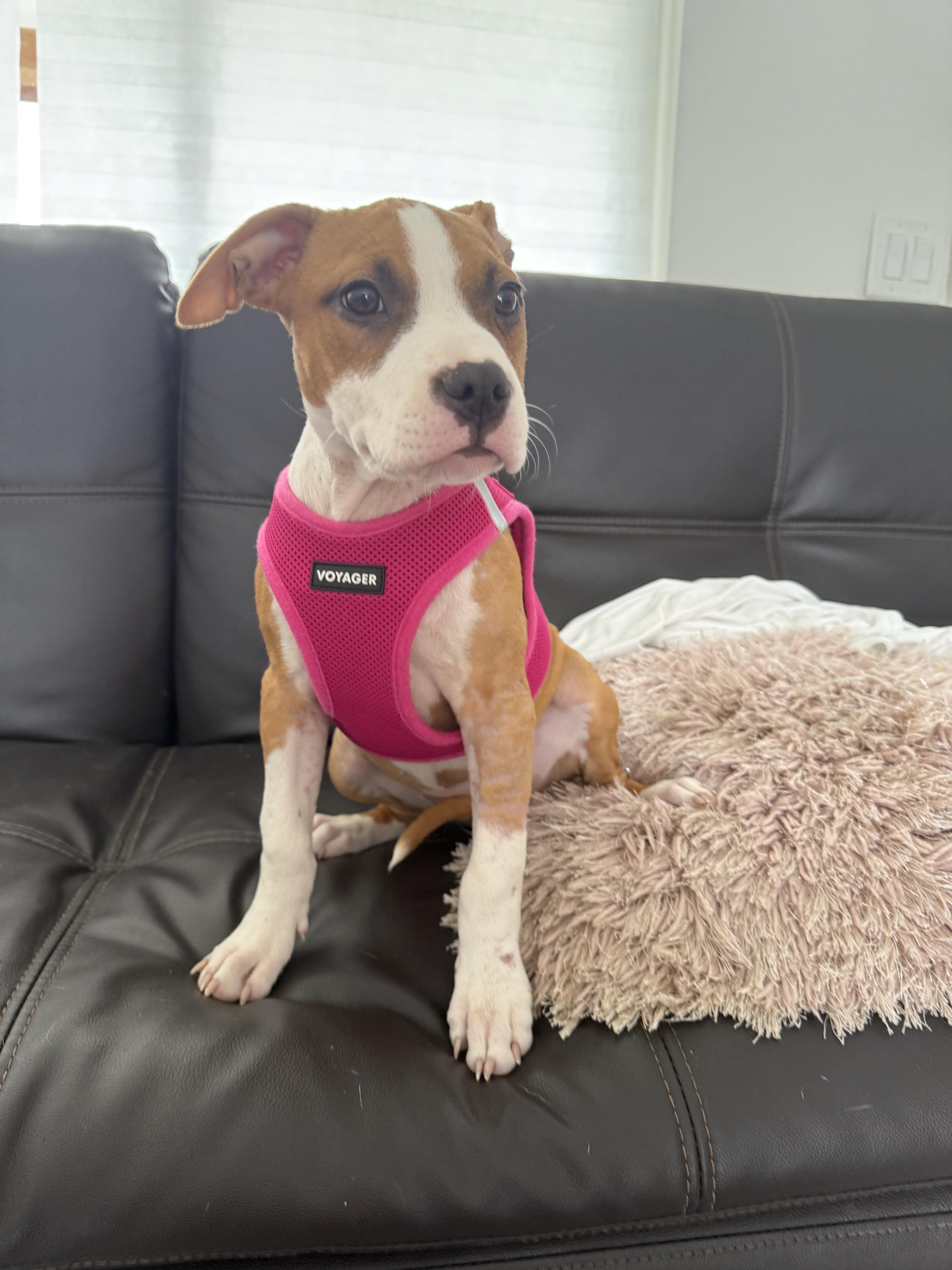 Enlarge Daisy, an adopted mixed breed in North Miami, FL image 4/6