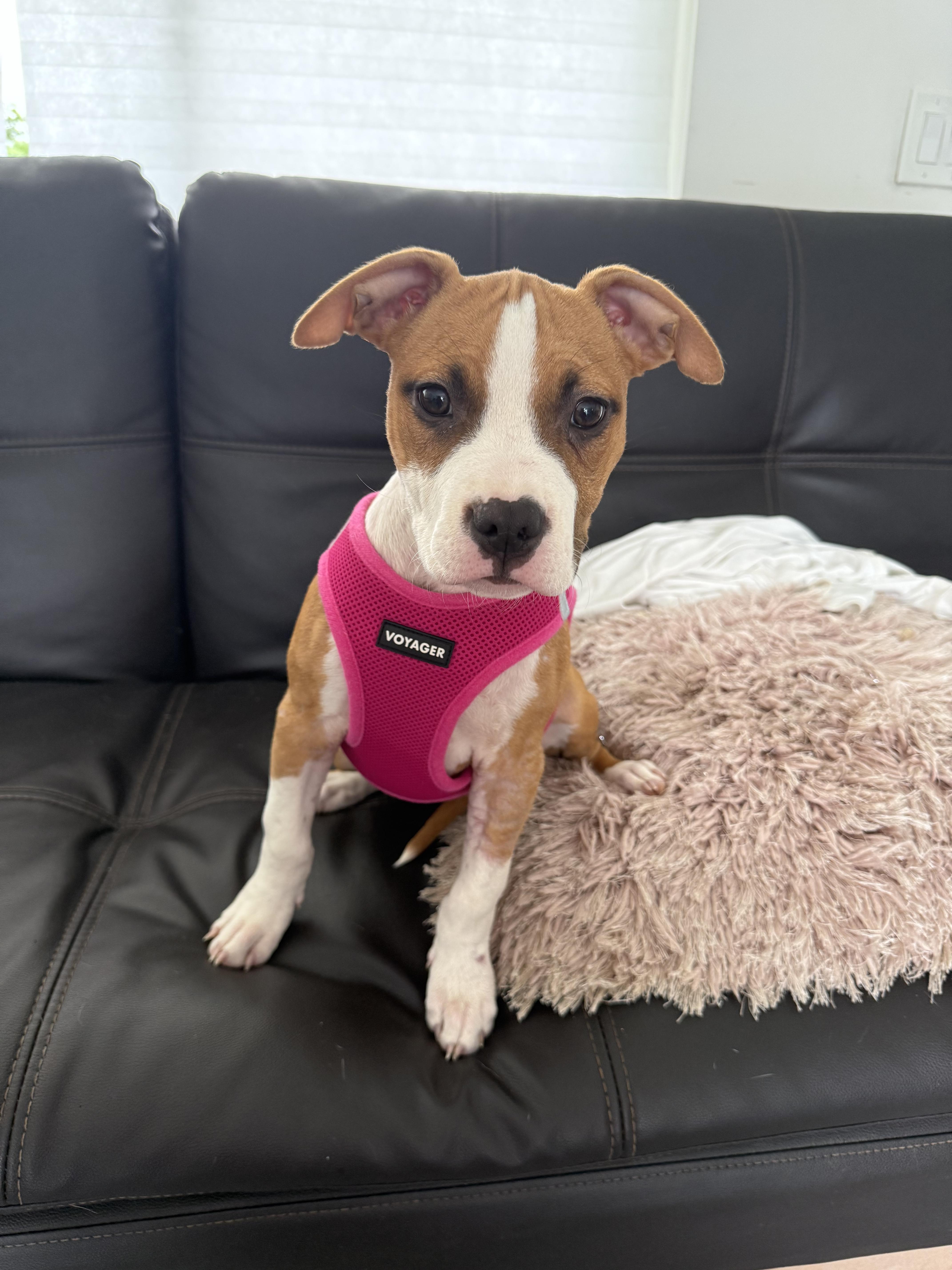 Enlarge Daisy, an adopted mixed breed in North Miami, FL image 5/6