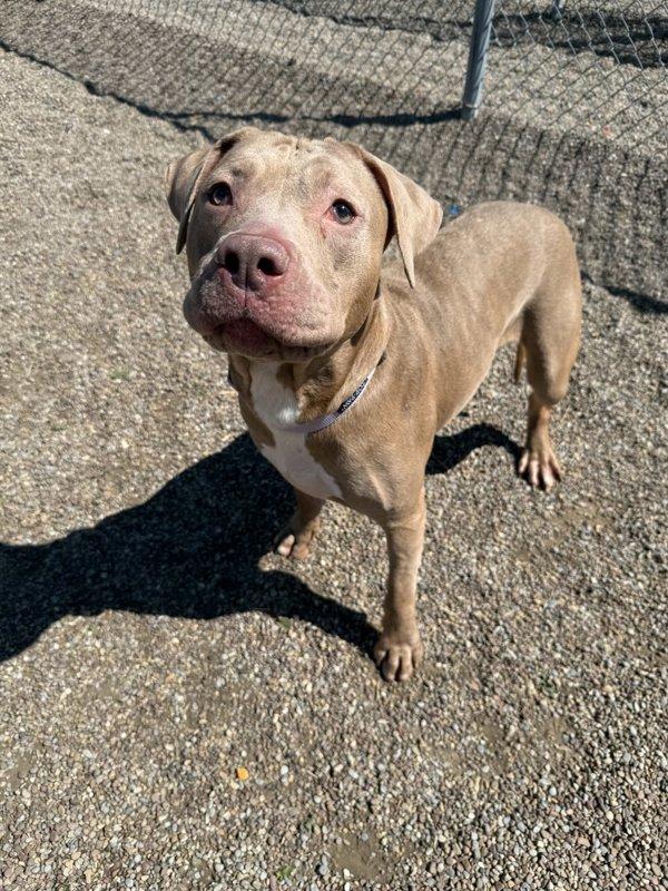 Enlarge Juniper, a Adoptable mixed breed in Great Falls, MT image 1/6