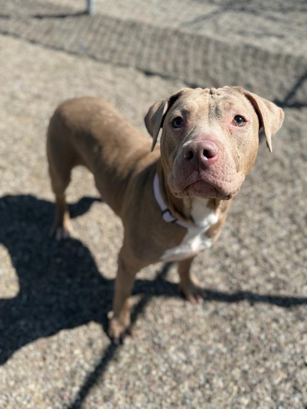 Enlarge Juniper, a Adoptable mixed breed in Great Falls, MT image 2/6
