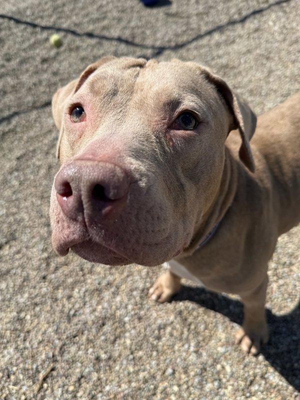 Enlarge Juniper, a Adoptable mixed breed in Great Falls, MT image 3/6