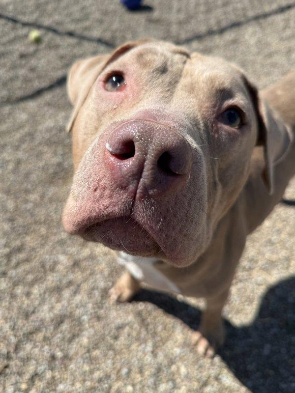Enlarge Juniper, a Adoptable mixed breed in Great Falls, MT image 4/6
