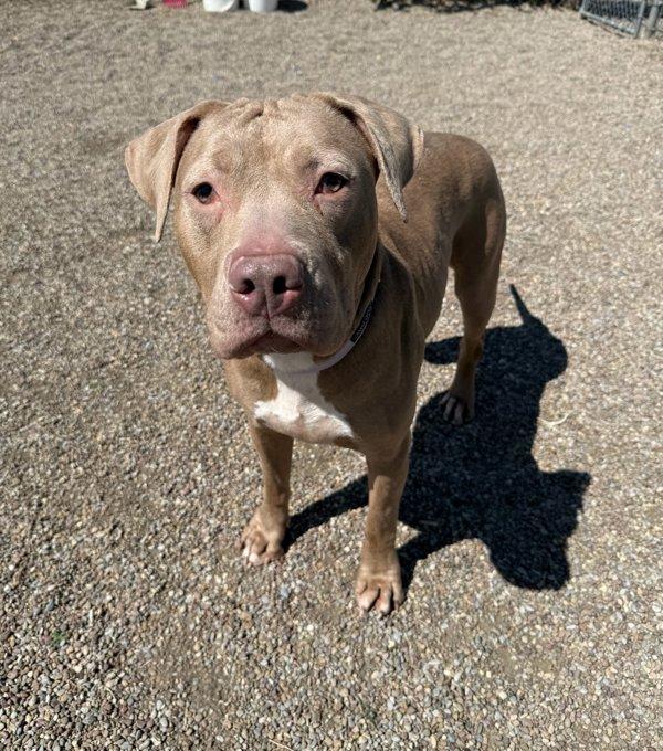 Enlarge Juniper, a Adoptable mixed breed in Great Falls, MT image 5/6