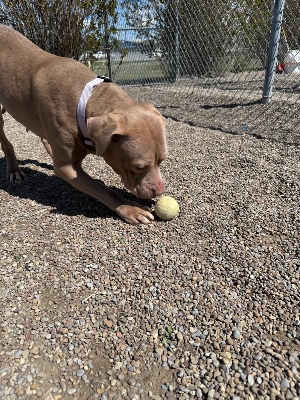 Enlarge Juniper, a Adoptable mixed breed in Great Falls, MT image 6/6