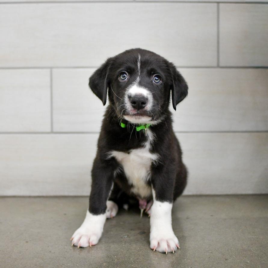 Enlarge Americano, a Adoptable mixed breed in West Jordan, UT image 1/1