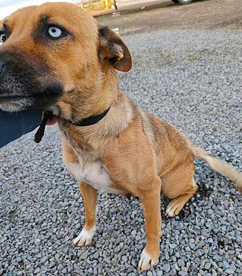 Flora, Adoptable, Young Female Australian Shepherd & German Shepherd Dog.