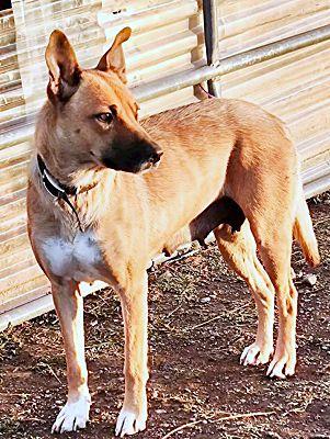 Enlarge Flora, a Adoptable mixed breed in Fallbrook, CA image 2/3