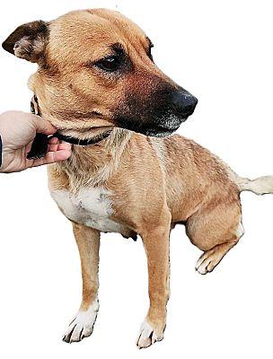 Enlarge Flora, a Adoptable mixed breed in Fallbrook, CA image 3/3