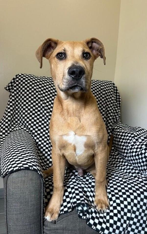 Enlarge Max, a Adoptable mixed breed in Lafayette, LA image 2/5