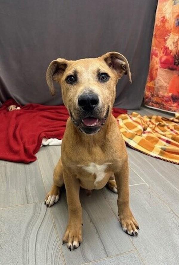 Enlarge Max, a Adoptable mixed breed in Lafayette, LA image 4/5