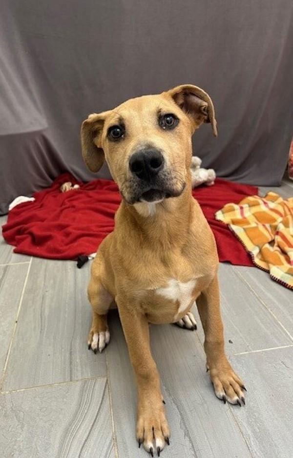 Enlarge Max, a Adoptable mixed breed in Lafayette, LA image 5/5