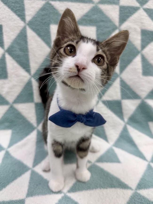 Dostoevsky, an adoptable Domestic Short Hair in Columbus, OH image 4/5